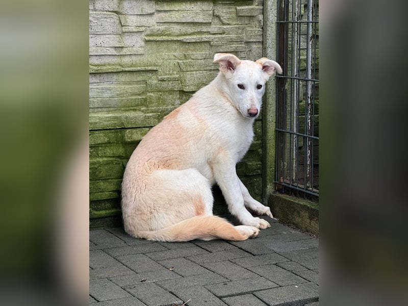 ♥SINA♥ auf Pflegestelle bei Köln - zuckersüße, ganz liebe, noch unsichere Juniorin 59 cm