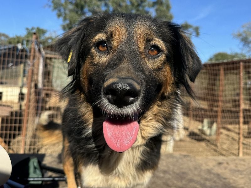 ♥MAUREEN♥ wunderschöne, ganz liebe Hündin mit dreifarbigem langen Fell 53 cm
