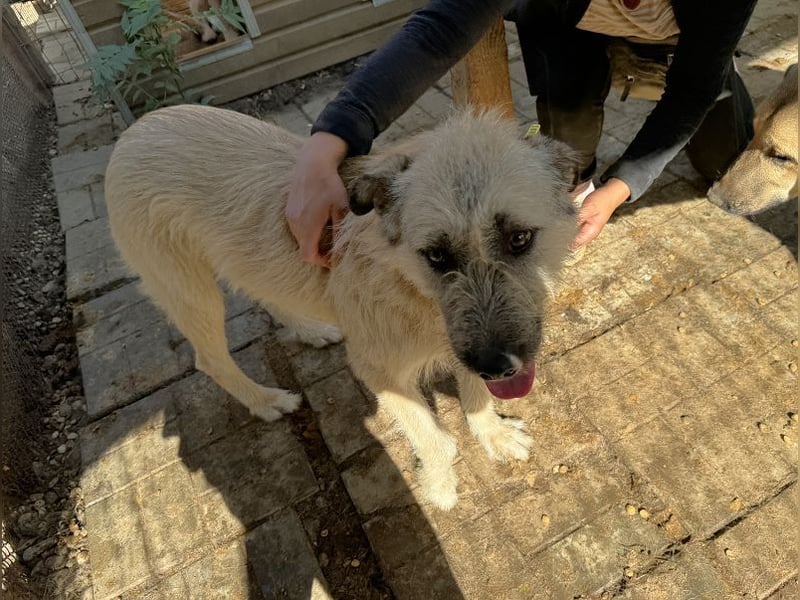 ♥SUMMER♥ unfassbar zutrauliche, anhängliche Hündin mit ihrem einzigartigen Aussehen 57 cm