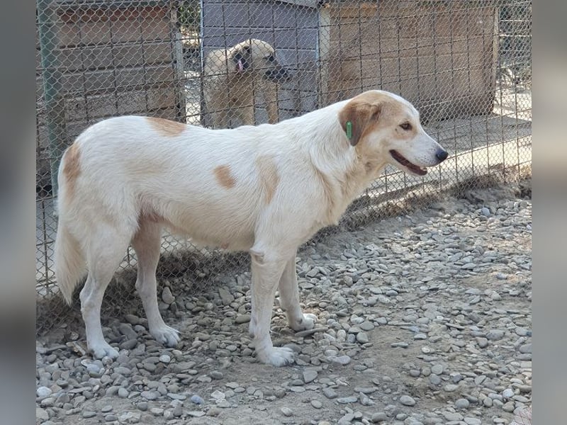 ♥CINDY♥ wunderschöne, neugierige Hündin, die noch unsicher im Umgang mit Menschen ist 54 cm