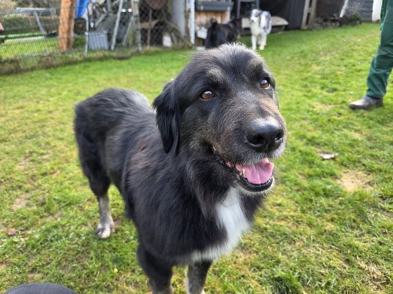 ♥SVENJA♥ auf Pflegestelle bei Leverkusen - wunderschöne, verschmuste Hündin mit längerem Fell 54cm