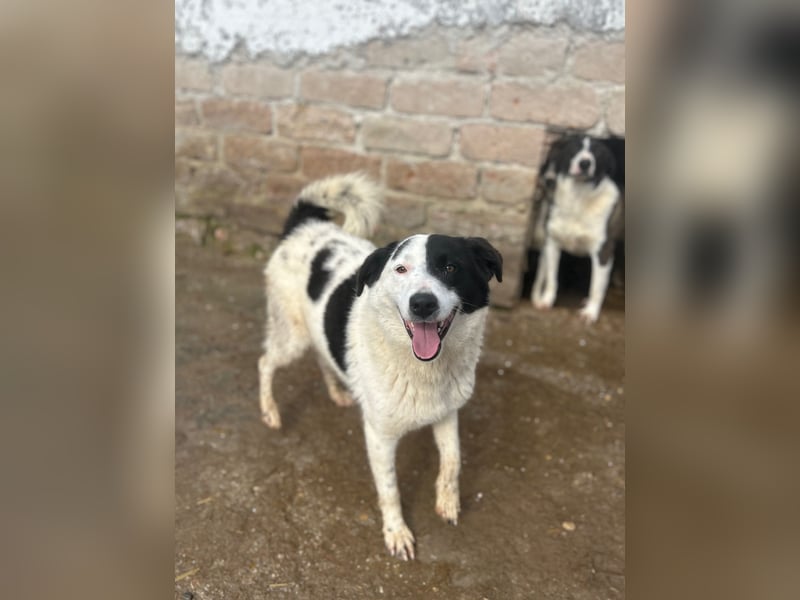 ⭐️SNOOPY⭐️, Spaßvogel und Spielkamerad, Rüde, 1,5 Jahre, 51 cm, Mischling, Tierschutz Rumänien