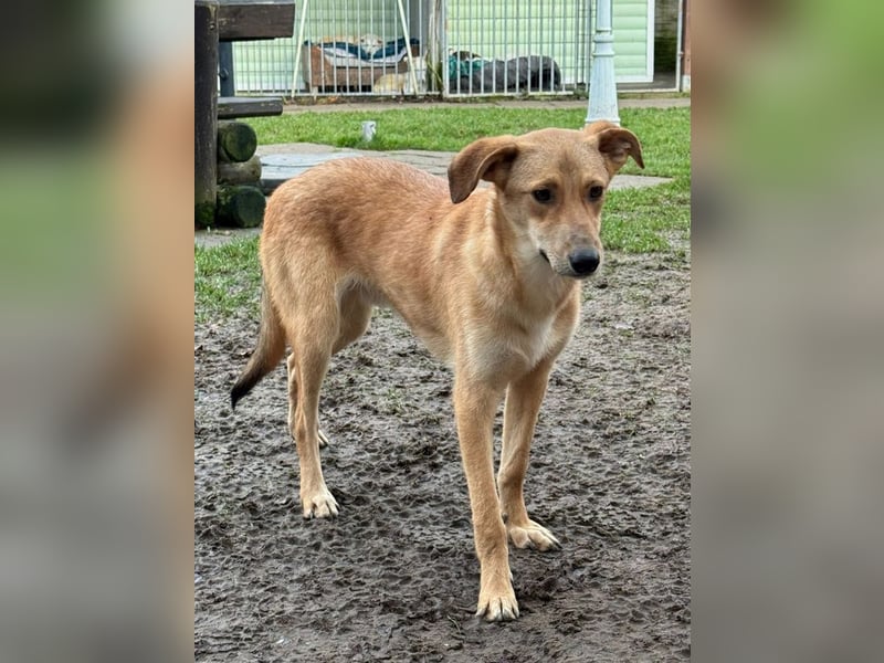 ♥GORBI♥ auf Pflegestelle bei Köln - aufgeschlossener, fröhlicher, anhänglicher Junior 52 cm