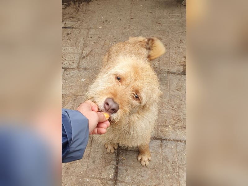 ♥FABRIZIO♥ sehr lieber, verschmuster, hübscher Rüde mit den bernsteinfarbenen Augen 59 cm