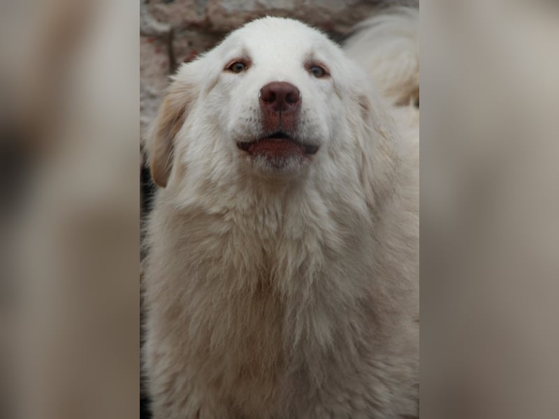 ⭐️DEXI⭐️, schüchterne Schönheit, Hündin, 1,5 Jahre, ca. 55cm, Mischling, Tierschutz Rumänien