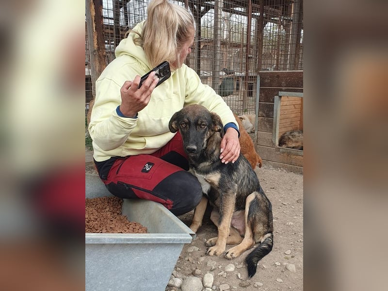 ♥MATTEO♥ wunderschöner, verschmuster, anhänglicher Junior mit leuchtend braunen Augen 52 cm