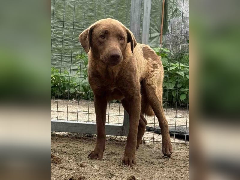⭐️DUKE⭐️, ängstlicher Hundejunge, 1 Jahr, 55 cm, Mischling, Tierschutz Rumänien