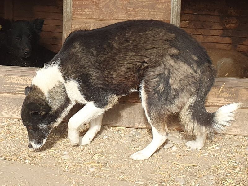 ♥RAMON♥ verschmuster, sehr menschenbezogener, ruhiger Rüde 51 cm