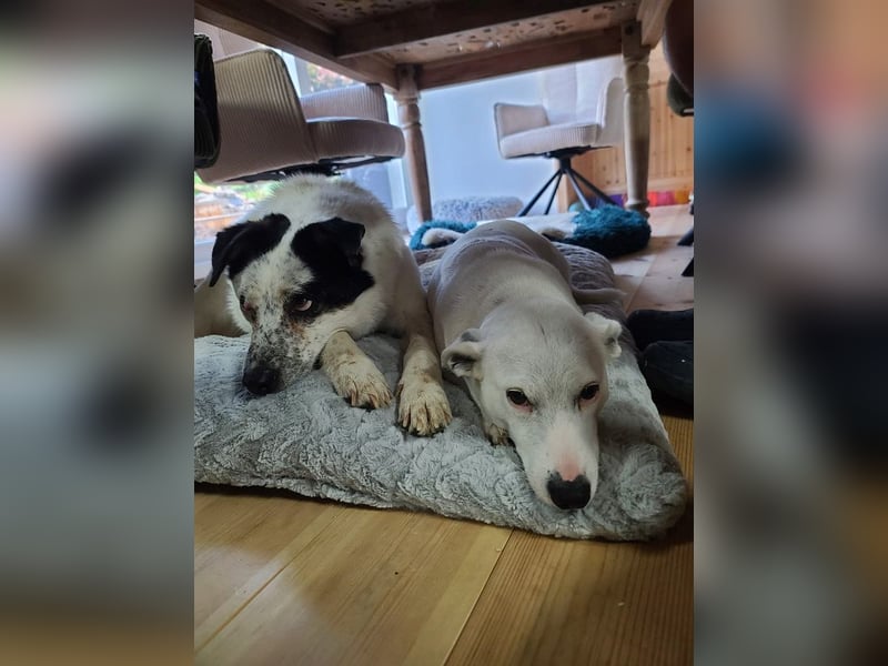 ♥KOBOLD♥ auf Pflegestelle in Essen - hübscher, ganz lieber, sensibler Hundejunge 51 cm