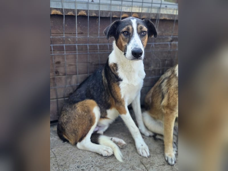 ♥MAIK♥ wunderschöner dreifarbiger, ganz lieber, noch etwas unsicherer Jungrüde 55 cm