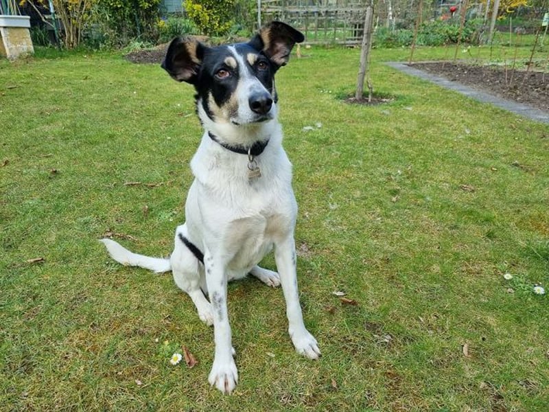 ♥AMANDA♥ auf Pflegestelle in Köln - süße, verschmuste und unkomplizierte Hündin 54 cm