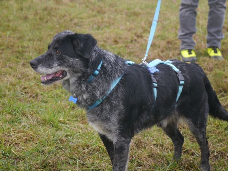 ♥JACKO♥ auf Pflegestelle bei Köln - unglaublich lieber und menschenbezogener Senior 51cm