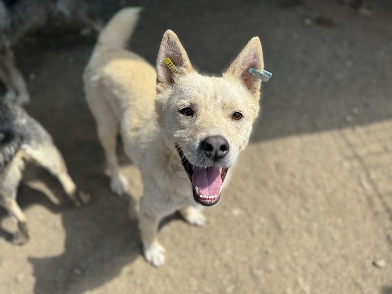 ♥TIMMY♥ wunderbarer, lieber netter Rüde, der uns Menschen richtig gern mag 51 cm