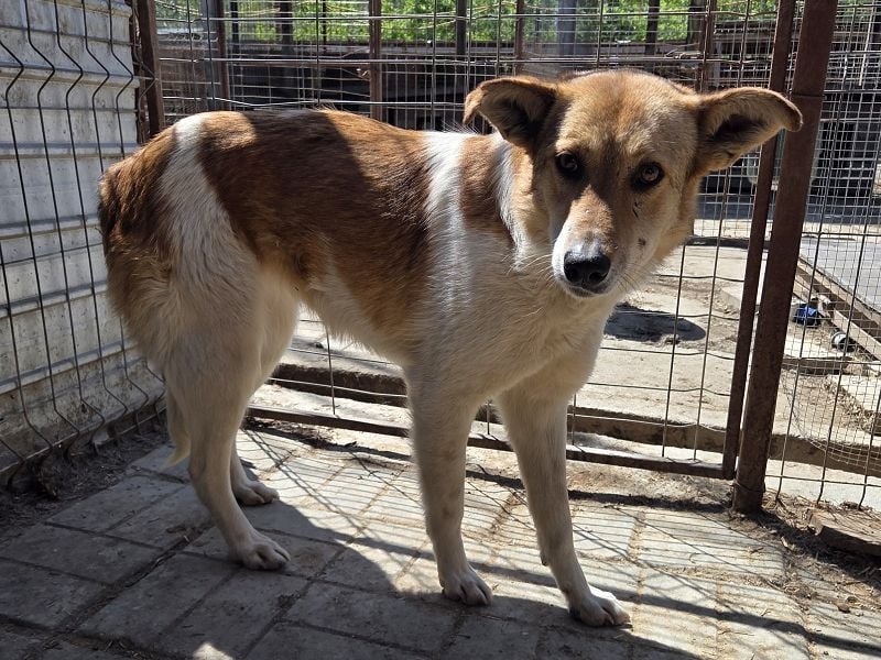 ♥SALINA♥ hübsche, so liebenswerte, sensible Hündin, die unglaubliche 5 Jahre im Tierheim wartet 56cm