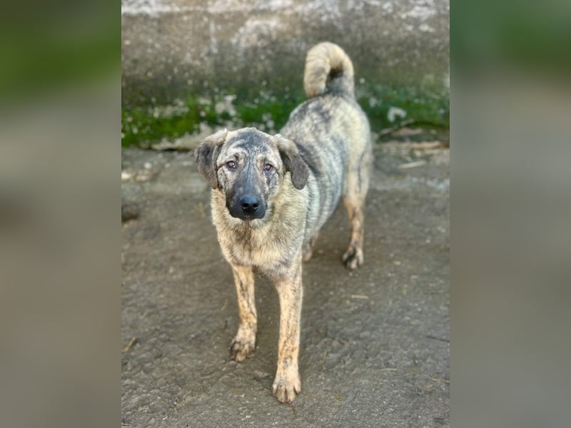 ⭐HELEN⭐, schüchterne Hündin, 1 Jahr, 53 cm, Herdenschutz-Mischling, Tierschutz Rumänien