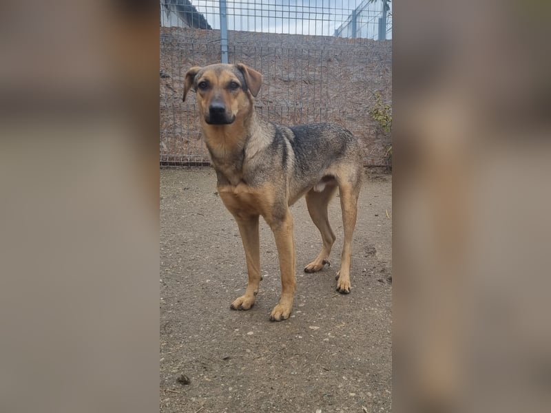 ⭐️WUMMEL⭐️, toller Hundekumpel, Rüde, 2,5 Jahre, 52 cm, Mischling, Tierschutz Rumänien