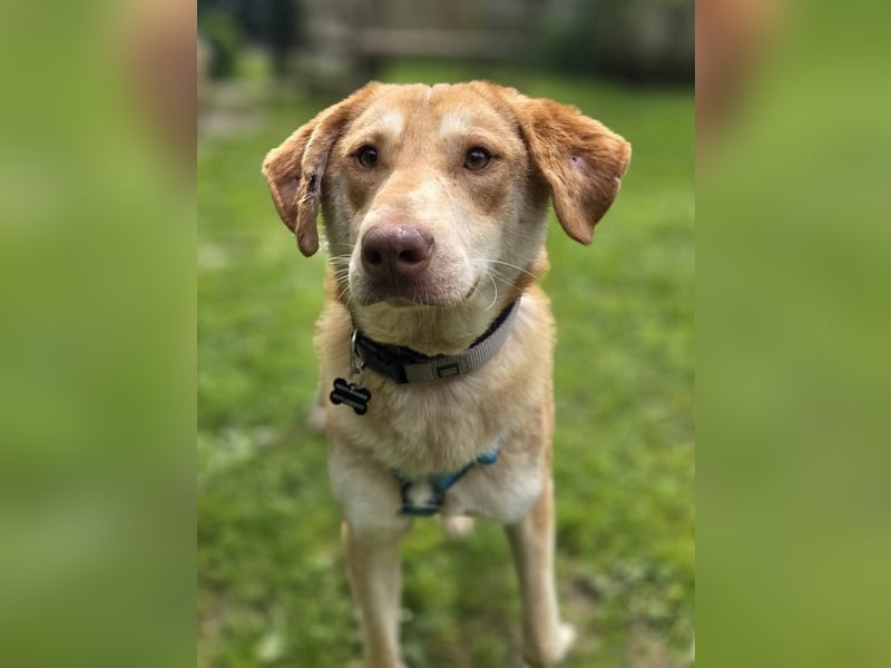 ♥GHANDI♥ neu auf Pflegestelle bei Köln - wunderbarer, ganz menschenbezogener Rüde 57 cm