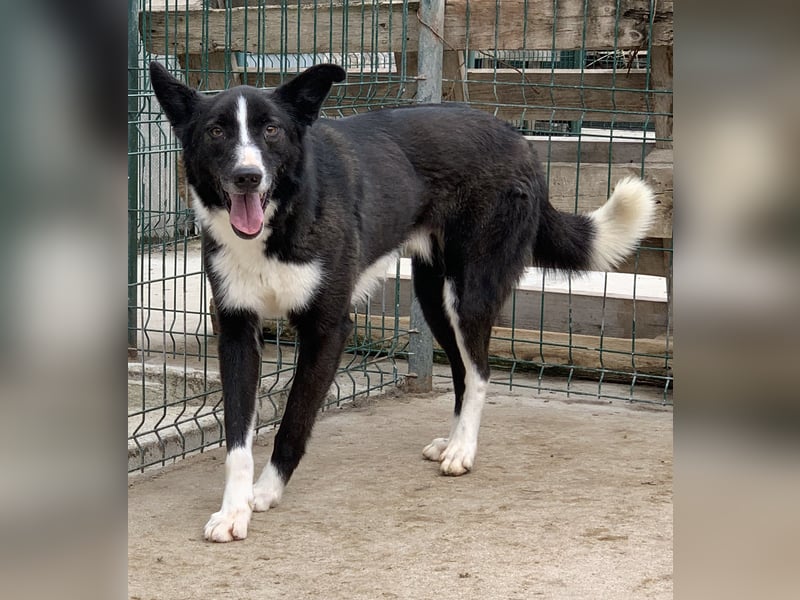 ⭐️CODI⭐️, Border Collie-Mischling, 8 Jahre, 54 cm, Mischling, Tierschutz Rumänien