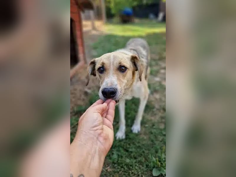 NOTFALL ♥MINELLA♥ anfangs noch vorsichtige, liebe, hübsche Hündin, die gemobbt wird 50-55 cm