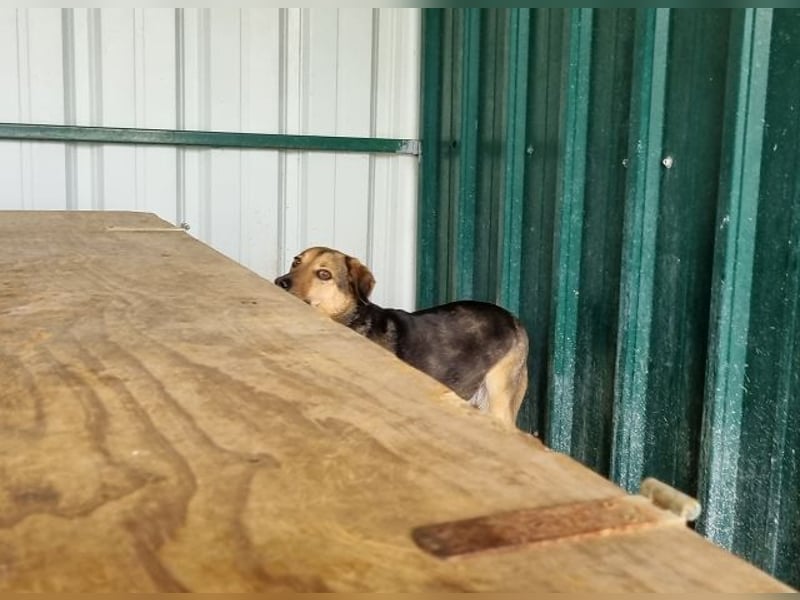 ♥BENJI♥ wunderbarer Rüde: verschmust, anhänglich, ganz lieb 52 cm