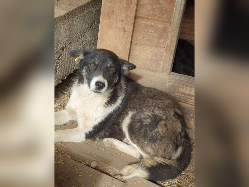 ♥RAMON♥ verschmuster, sehr menschenbezogener, ruhiger Rüde 51 cm