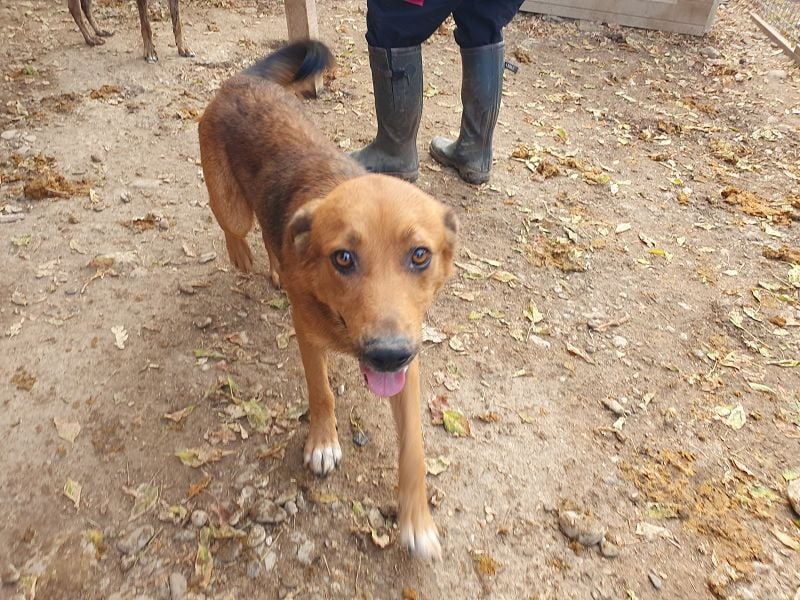 ♥GINO♥ 53 cm; Wer einen aufgeschlossenen, lebensfrohen Rüden sucht, ist bei Gino genau richtig