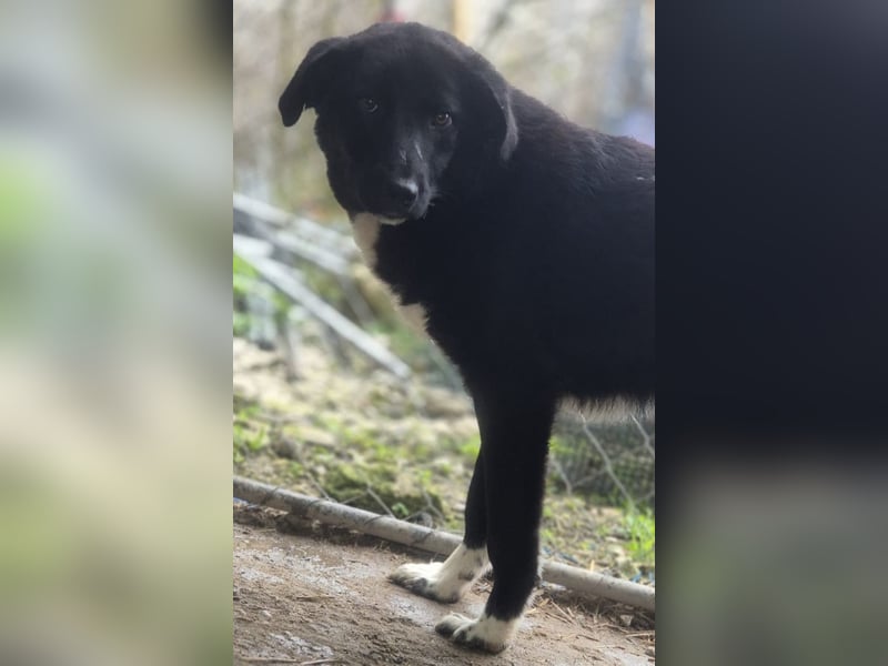TAIN, sucht Hundeprofis, 10 Monate, 54 cm, Rüde, Herdenschutz-Mix, Tierschutz Rumänien