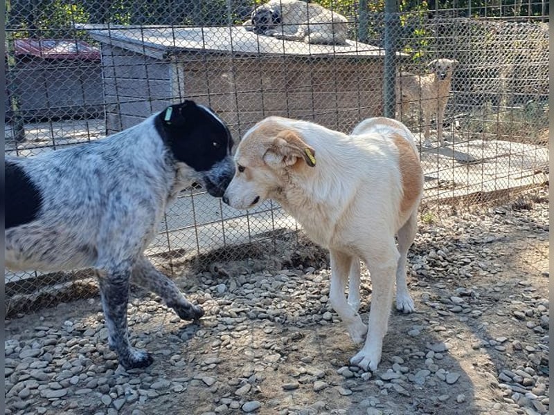 ♥CINDY♥ wunderschöne, neugierige Hündin, die noch unsicher im Umgang mit Menschen ist 54 cm