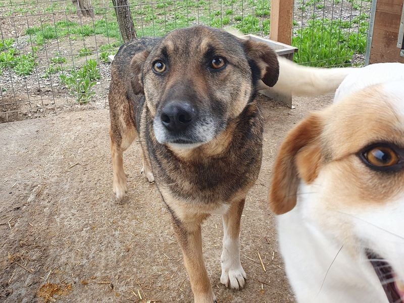 ♥NANDO♥ wunderbarer, ganz aufgeschlossener Rüde - eine wahre Frohnatur 53 cm