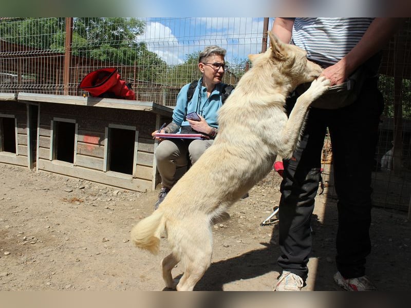 ♥TIMMY♥ wunderbarer, lieber netter Rüde, der uns Menschen richtig gern mag 51 cm