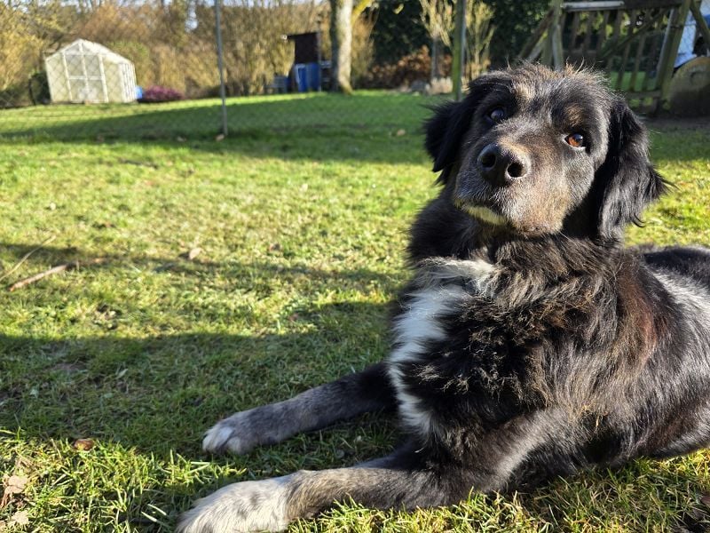 ♥SVENJA♥ auf Pflegestelle bei Leverkusen - wunderschöne, verschmuste Hündin mit längerem Fell 54cm