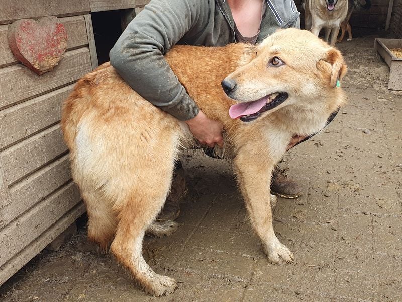 ♥NAEMI♥ ganz aufgeschlossene, verspielte, witzige Hündin 53 cm - ein echter Sonnenschein