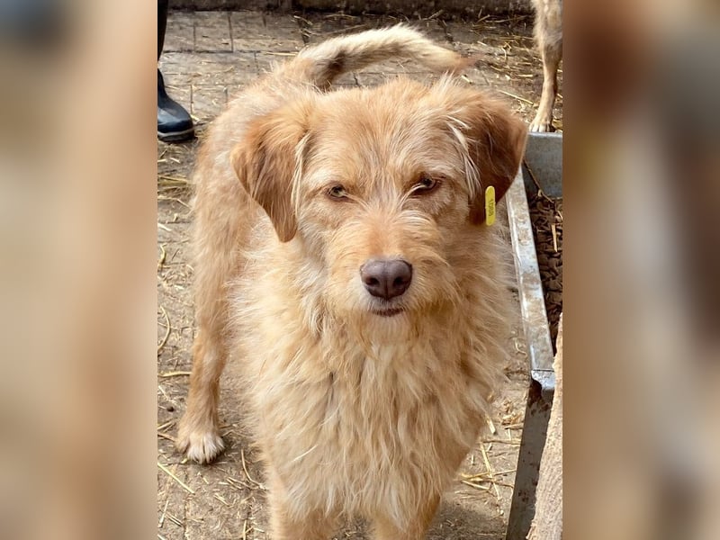 ♥FABRIZIO♥ sehr lieber, verschmuster, hübscher Rüde mit den bernsteinfarbenen Augen 59 cm