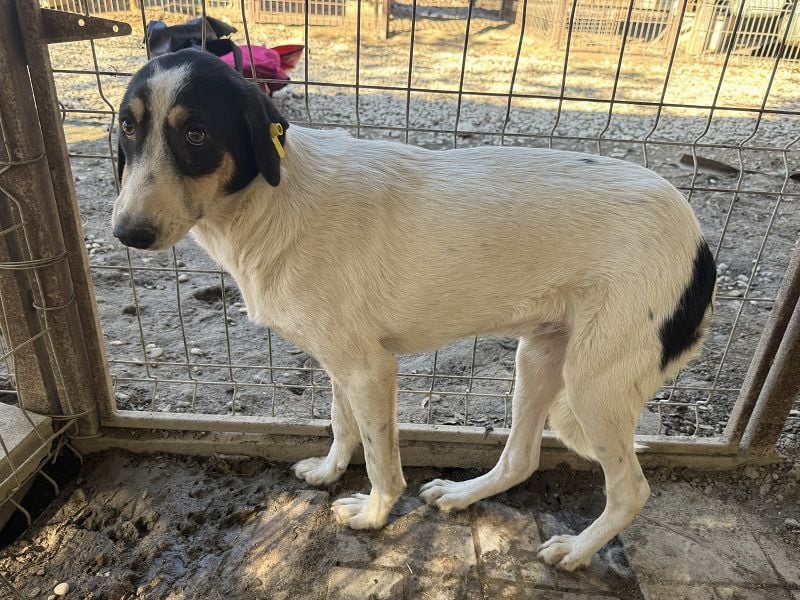 ♥LAILA♥ anfangs noch schüchterne, sehr hübsche Tricolor-Hündin mit feinen Dalmatinerflecken 51 cm