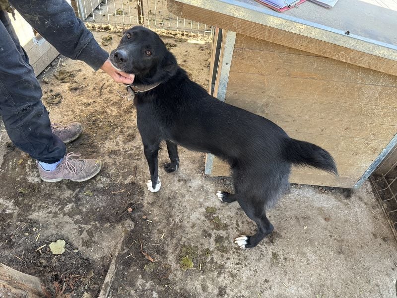 ♥TABEA♥ so liebe,verschmuste, lustige Hündin,die von ihrem Besitzer im Tierheim abgegeben wurde 57cm