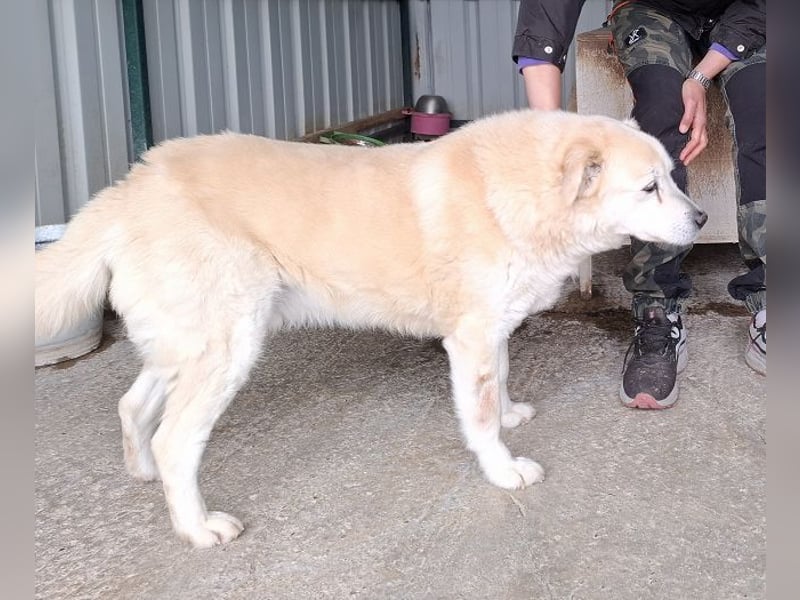 ♥FRANZ♥ ganz lieber, ruhiger, dankbarer Plüschhund, der ein Leben voller Entbehrungen hatte 52 cm