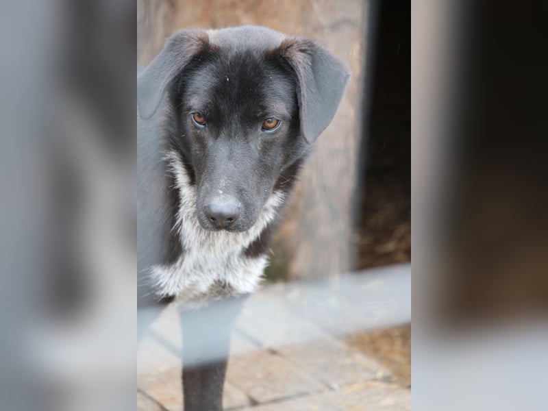 ⭐️SMOKY⭐️, sportlicher Rüde, 1,5 Jahre, 52 cm, Mischling, Tierschutz Rumänien