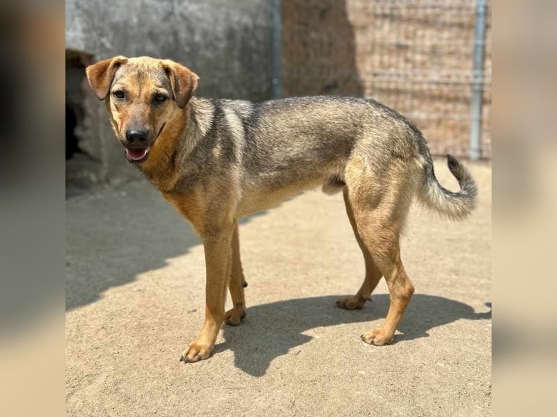 ⭐️WUMMEL⭐️, toller Hundekumpel, Rüde, 2,5 Jahre, 52 cm, Mischling, Tierschutz Rumänien