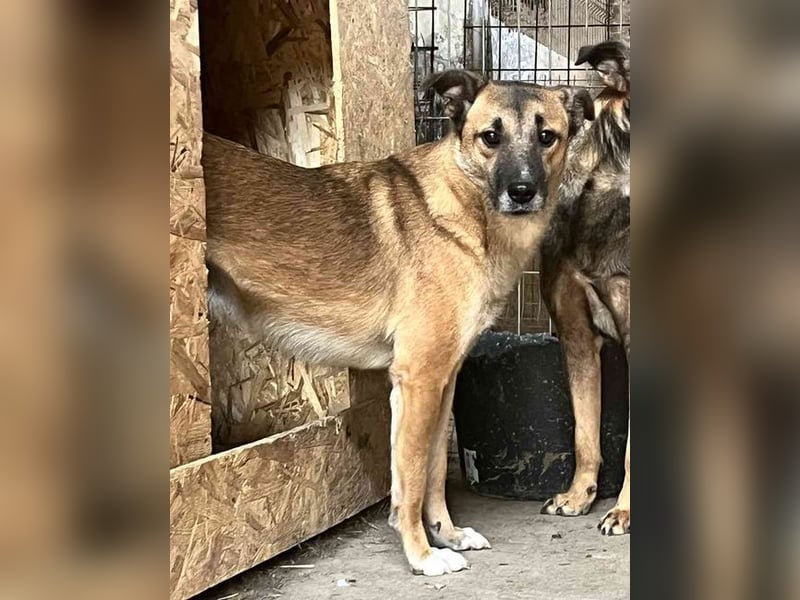 ⭐️FRIDO⭐️, schüchterner Kerl, 4,5 Jahre, 54 cm, Mischling, Tierschutz Rumänien