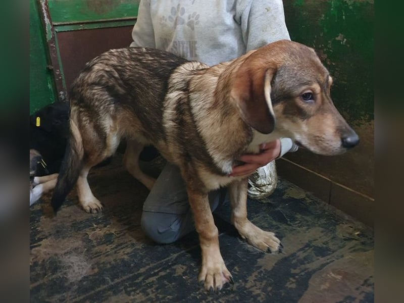 ♥MARLIN♥ ruhiger, lieber, vorsichtiger Rüde, der im Tierheim völlig überfordert ist 52 cm