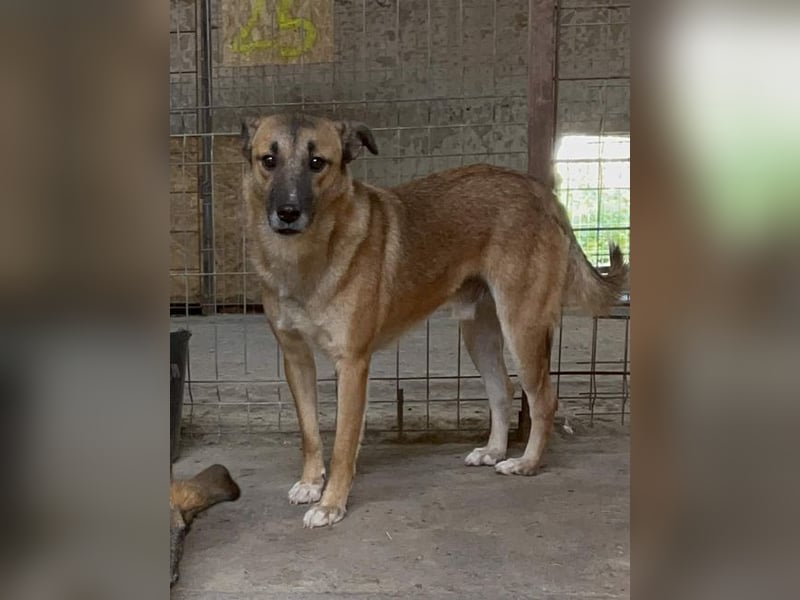 ⭐️FRIDO⭐️, schüchterner Kerl, 4,5 Jahre, 54 cm, Mischling, Tierschutz Rumänien