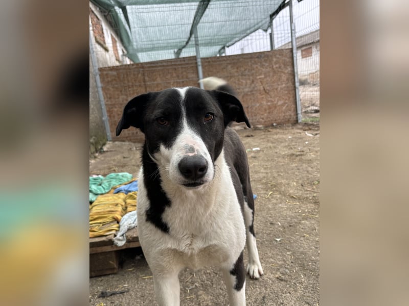 ⭐️GERDI⭐️, herzliche Hündin, 2,5 Jahre, 57 cm, Mischling, Tierschutz Rumänien