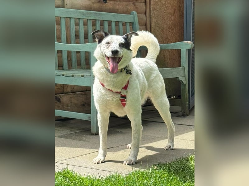 ♥KOBOLD♥ auf Pflegestelle in Essen - hübscher, ganz lieber, sensibler Hundejunge 51 cm
