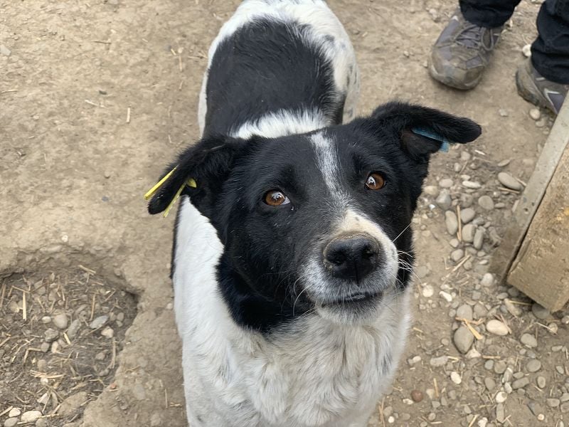 ♥ANGEL♥ so menschenbezogene, liebesbedürftige Hündin,die sich verzweifelt nach Zuneigung sehnt 46cm