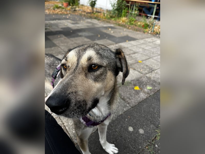 BRANA, tolle Charakterhündin, 2,5 Jahre, Pflegestelle 46359, 60 cm, Tierschutz Rumänien