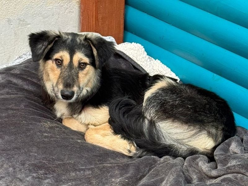 ♥ISABELLA♥ neu auf PS bei Köln - lebendige, kluge Schönheit mit ganz weichem Fell 51cm