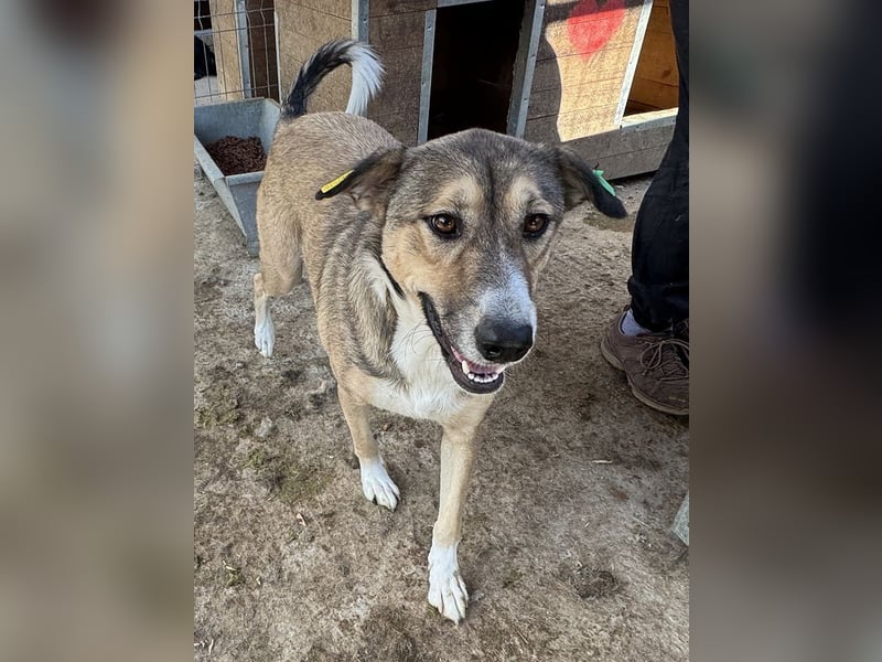 ♥TORA♥ unglaublich liebe, sehr aufgeschlossene, verschmuste Hündin - einfach ein Schatz 56 cm