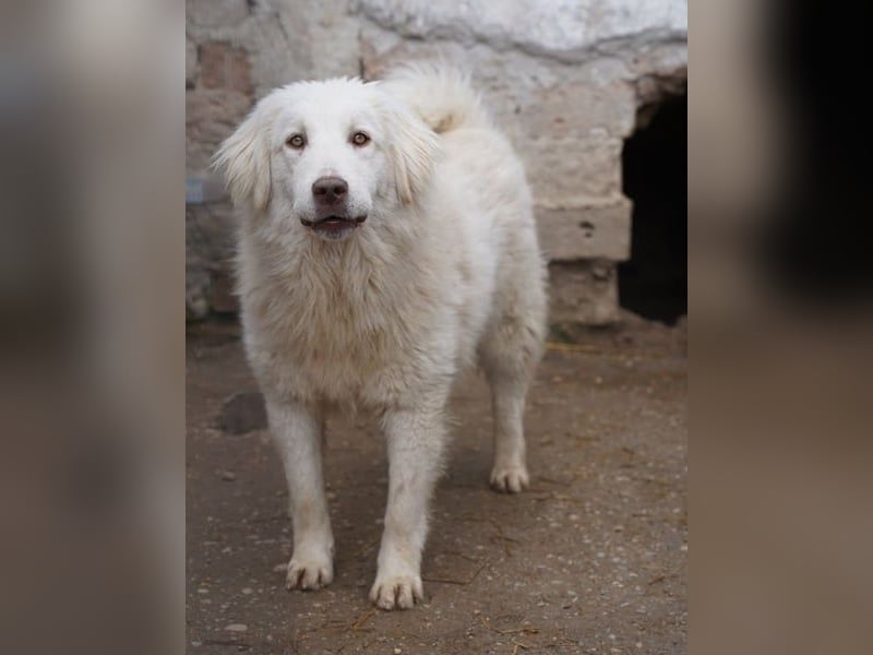 ⭐️DEXI⭐️, schüchterne Schönheit, Hündin, 1,5 Jahre, ca. 55cm, Mischling, Tierschutz Rumänien