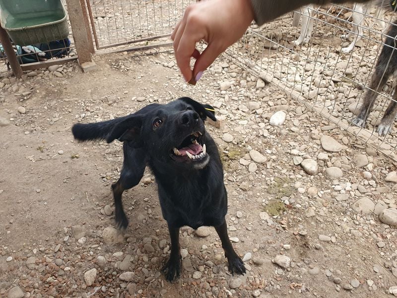 ♥POCAHONTAS♥ wunderschöne, sehr menschenbezogene, aufgeweckte Hündin voller Lebensfreude 58 cm