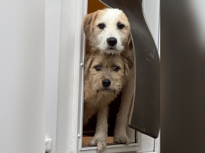 ♥CONNY♥ neu auf Pflegestelle bei Köln - zuckersüße, verschmuste, sensible Hündin 55 cm